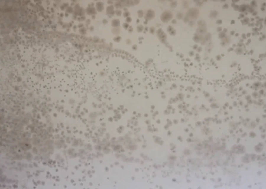 visible mold stains and marks on drywall surface